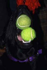 Freddy with 2 balls in her mouth